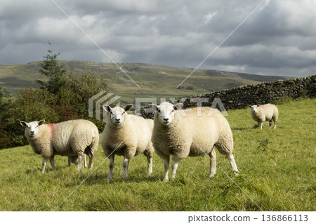 Landscape with sheep on the grassland Landscape with sheep on the grassland 136866113
