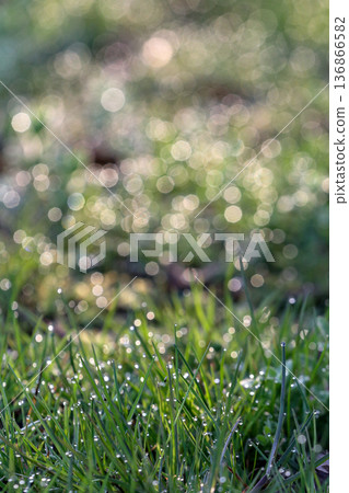 清晨露珠閃爍的田野，呈現出絕妙的散景效果_豎幅 136866582