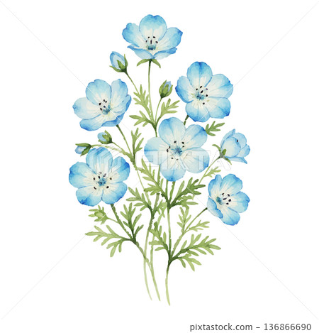 Watercolor illustration of nemophila (refreshing blue spring flower material) 136866690