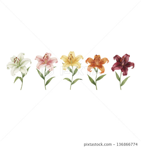 水彩百合花5色套裝花卉插圖 LilyWatercolorFlowerSet 136866774