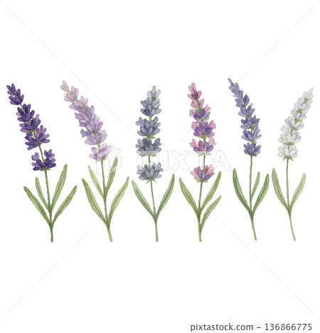 水彩薰衣草6色組 花卉材料 植物學插圖 薰衣草水彩花卉套裝 136866775