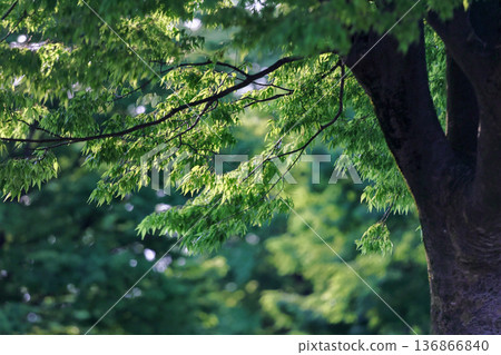 陽光下，生氣勃勃的綠色植物熠熠生輝。 136866840