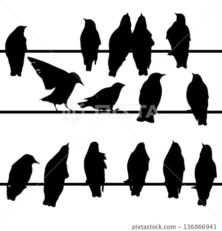 Silhouette of starlings on wires. Hand drawn. Not AI, vector illustration. Silhouette of starlings on wires. Hand drawn. Not AI, vector illustration. 136866941