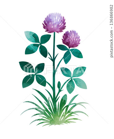 Watercolor clover object. Beautiful flower. Hand drawn. Not AI, vector illustration. Watercolor clover object. Beautiful flower. Hand drawn. Not AI, vector illustration. 136866982