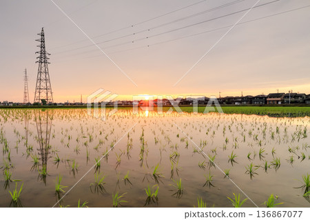 夕陽倒映在稻田和輸電塔上。 136867077