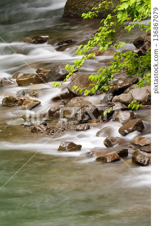 Mountain stream and fresh greenery_Vertical Mountain stream and fresh greenery_Vertical 136867079