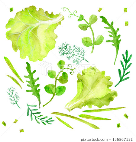 Green salad leaves, dill, sprouts 136867151
