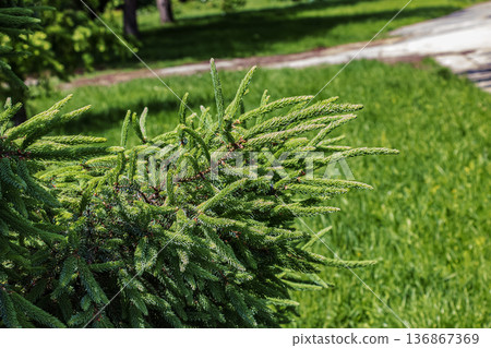 Picea Glauca. A prickly spruce in a botanical garden against a background of green grass. Close-up. Selective focus. 136867369