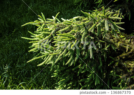 A close-up of the dense green needles of Picea glauca spruce, captured in natural sunlight, is ideal for evergreen textured backgrounds. A close-up of the dense green needles of Picea glauca spruce, captured in natural sunlight, is ideal for evergreen textured backgrounds. 136867370