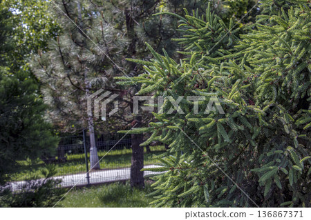 A close-up of the dense green needles of Picea glauca spruce, captured in natural sunlight. A close-up of the dense green needles of Picea glauca spruce, captured in natural sunlight. 136867371