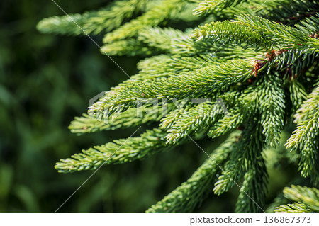 A close-up of the dense green needles of Picea glauca spruce, captured in natural sunlight. Close-up. A close-up of the dense green needles of Picea glauca spruce, captured in natural sunlight. Close-up. 136867373