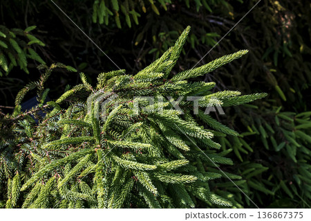 Picea Glauca. A prickly spruce in a botanical garden. Close-up. Selective focus. Picea Glauca. A prickly spruce in a botanical garden. Close-up. Selective focus. 136867375