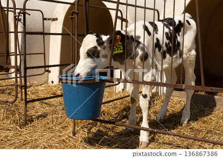Calf drinks in paddock at livestock farm 136867386