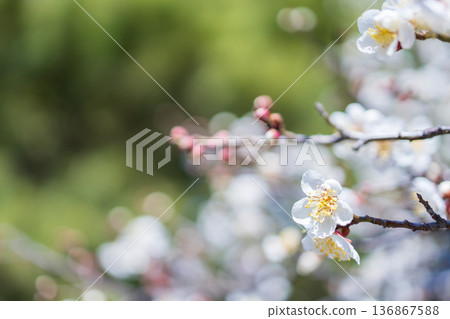 美麗的白色梅花 美麗的白色梅花 136867588