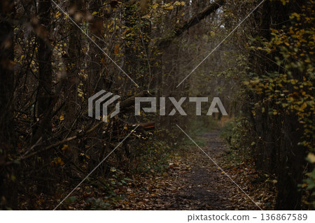 Dark forest path leading through dense trees with autumn leaves 136867589