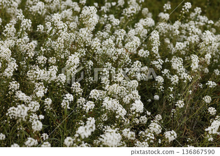 Small white wildflowers growing in meadow with green grass and natural background Small white wildflowers growing in meadow with green grass and natural background 136867590