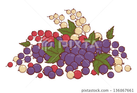 Fresh Mixed Currant with Red, Black and White Berries and Green Leaves. Eco Fruit Harvest on white Background. Vector Illustration 136867661