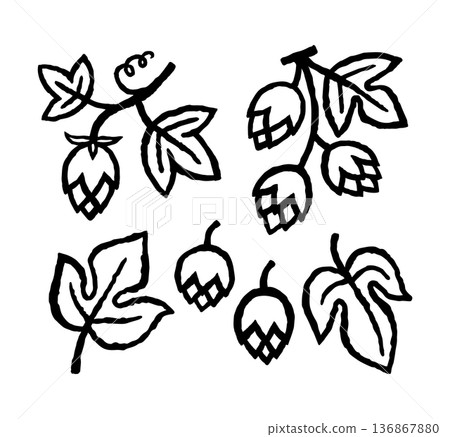 Hops drawings set with branches, leaves, and cones in a simple doodle style. Ink black hand drawn line illustration on white background 136867880