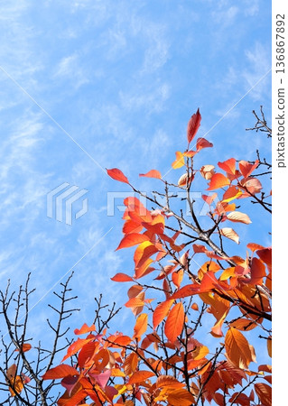 Autumn leaves on cherry trees, vertical position 136867892