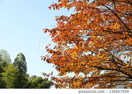 Cherry tree's autumn leaves 136867899