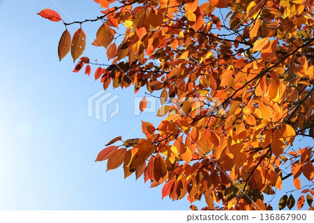 櫻桃樹的秋葉 136867900