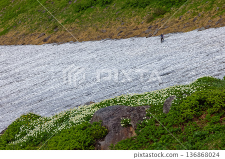 Climbers walking along the Shinjiyuki snowfields of Mt. Chokai and Aleutiana flowers Climbers walking along the Shinjiyuki snowfields of Mt. Chokai and Aleutiana flowers 136868024