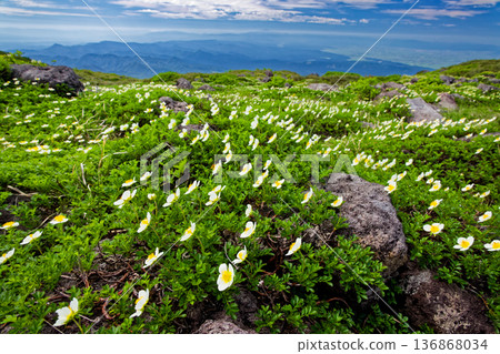 View of the Aleutiana japonica colony near Mt. Chokai and Gassan Forest and the Shonai Plain View of the Aleutiana japonica colony near Mt. Chokai and Gassan Forest and the Shonai Plain 136868034
