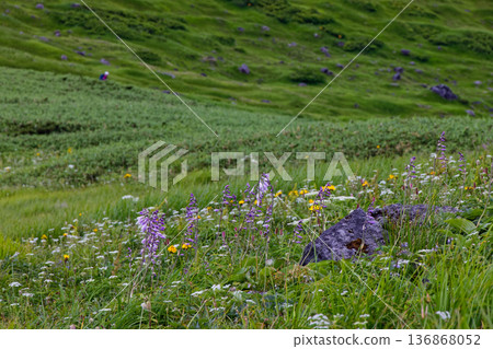 Flower field near the fork in the Mt. Chokai/Kisagataguchi trail 136868052