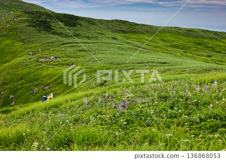 Flower field near the fork in the Mt. Chokai/Kisagataguchi trail Flower field near the fork in the Mt. Chokai/Kisagataguchi trail 136868053