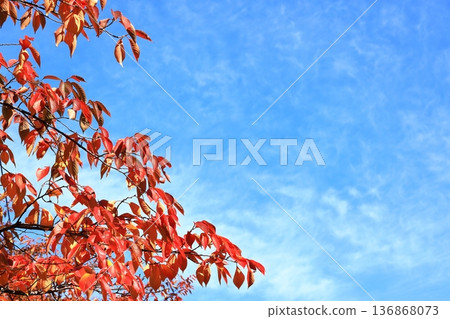 Cherry tree's autumn leaves 136868073