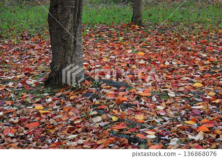Fallen leaves, red cherry blossom leaves Fallen leaves, red cherry blossom leaves 136868076