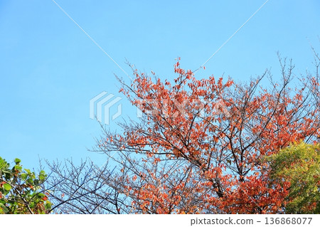Cherry tree's autumn leaves Cherry tree's autumn leaves 136868077