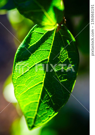 Fresh green leaves, veins, transmitted light, macro photography, vitality Fresh green leaves, veins, transmitted light, macro photography, vitality 136868191