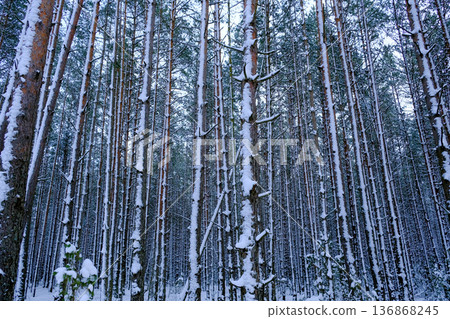 Aerial View of Snow Covered Pine Forest Near Minsk, Belarus Aerial View of Snow Covered Pine Forest Near Minsk, Belarus 136868245