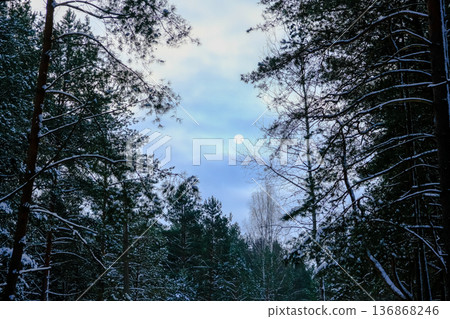 Aerial View of Snow Covered Winter Forest Near Minsk, Belarus Aerial View of Snow Covered Winter Forest Near Minsk, Belarus 136868246