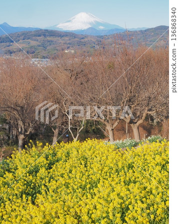 Mount Fuji as seen from the rapeseed flower fields of Mount Azuma in Kanagawa Prefecture, January 136868340