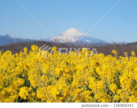 Mount Fuji seen from Mount Azuma over a field of rapeseed flowers in Kanagawa Prefecture, January 136868341