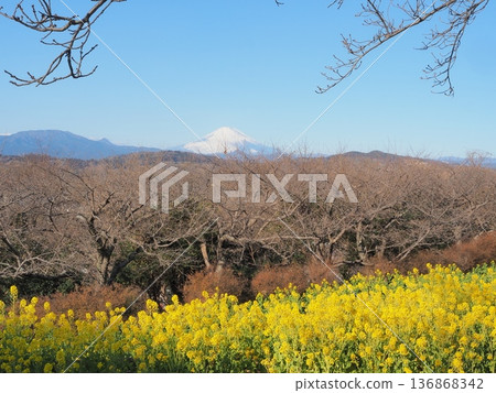 一月，從神奈川縣吾妻山眺望富士山，背景是一片油菜花田。 136868342