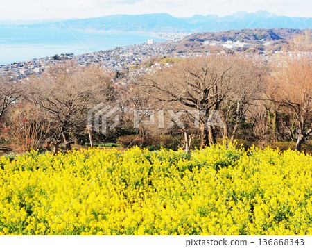 神奈川縣，從東山公園看到的城市景觀，1月 136868343