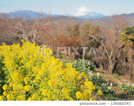 一月,從神奈川縣吾妻山眺望富士山,背景是一片油菜花田。 一月,從神奈川縣吾妻山眺望富士山,背景是一片油菜花田。 136868345
