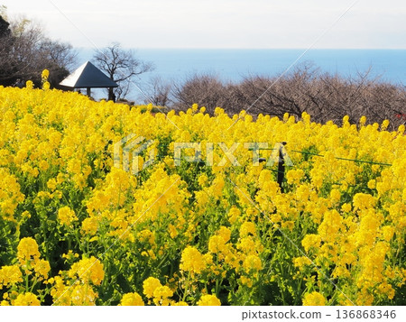 神奈川縣,一月,金色的山丘上盛開著油菜花,映襯著大海。 神奈川縣,一月,金色的山丘上盛開著油菜花,映襯著大海。 136868346