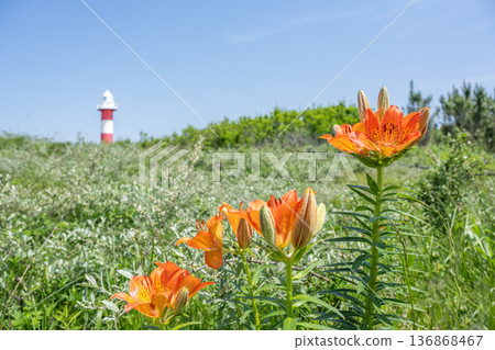 Siberian lilies and Ishikari Lighthouse, Hamanasu Hill Park, Ishikari City Siberian lilies and Ishikari Lighthouse, Hamanasu Hill Park, Ishikari City 136868467