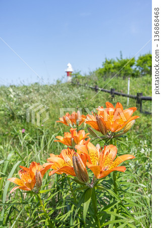 石徠市濱名洲山公園西伯利亞百合與石漾燈塔 石徠市濱名洲山公園西伯利亞百合與石漾燈塔 136868468