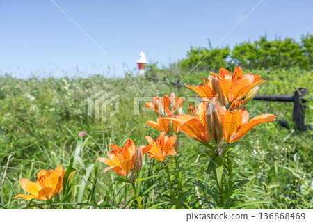 Siberian lilies and Ishikari Lighthouse, Hamanasu Hill Park, Ishikari City Siberian lilies and Ishikari Lighthouse, Hamanasu Hill Park, Ishikari City 136868469