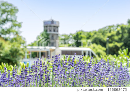 薰衣草百合原公園札幌 136868473