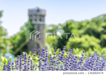 Lavender Yurigahara Park Sapporo 136868474