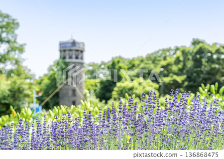 Lavender Yurigahara Park Sapporo 136868475