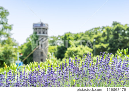 薰衣草百合原公園札幌 136868476