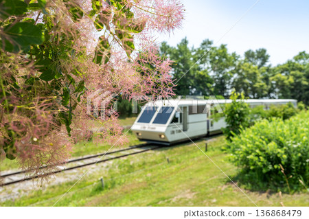 Smoke Tree, Yurigahara Park, Sapporo Smoke Tree, Yurigahara Park, Sapporo 136868479