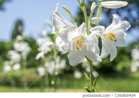 Madonna Lily Yurigahara Park 札幌市 Madonna Lily Yurigahara Park 札幌市 136868484